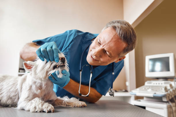 Best Emergency Tooth Extraction in Fairland, MD
